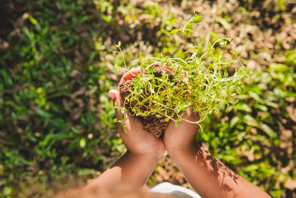Les Adaptogènes : Révélez la Puissance des Plantes pour Booster Votre Vitalité plantes adaptogènes et compléments alimentaires